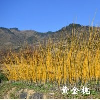 小苗系列——黄金槐小苗