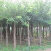 黄柳 黄皮柳 黄柳基地 黄柳小苗 平头黄柳