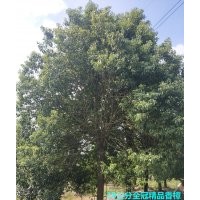 栾树销售 5-30公分各种规格