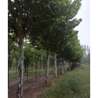 大量销售国槐、白蜡、法桐