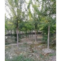 本公司长期供应国槐，白蜡，柳树，毛白杨，等。