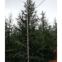 供应云南高原雪松耐寒耐旱适应性强，各规格雪松