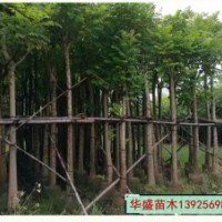 广东普宁华盛苗木供应15公分火焰木