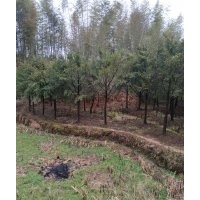 农村人种植的南方红豆杉出售