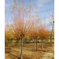 嫁接比利时红馒头柳