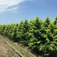 金叶水杉_主要经营金叶水杉_苗木种类繁多