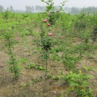 木槿树苗江苏一年生单株木槿花苗丛生木槿工程苗