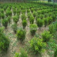 小叶黄杨产地直销小叶黄杨苗、球，全部低价批发