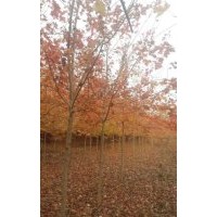 美国红枫 5公分4o元,6公分55元,7公分100元