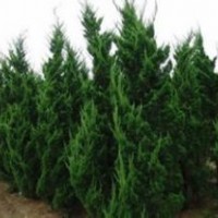 冠180-200cm龙柏球价格南京龙柏基地