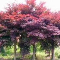 基地直销优质红枫10过分红枫产地