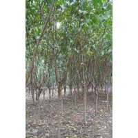 河北红叶碧桃 保定红叶碧桃 定兴县红叶碧桃3-6公分