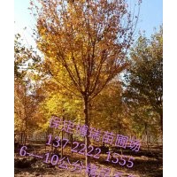 五角枫报价，香花槐价格，杜仲基地，河北垂柳