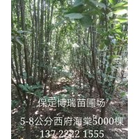 西府海棠价格，6公分西府海棠，碧桃报价，河北紫叶李