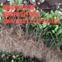 河南偃师浩林苗圃向全国供应优质黄杨种苗