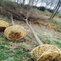 3-8公分精品榉树，市场价格是多少钱