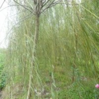 江苏***的柳树基地在哪里