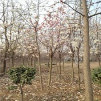 15公分紫玉兰的批发价格