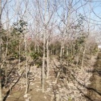 哪里供应的紫玉兰规格多？