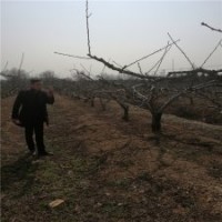 15公分桃树的价格表