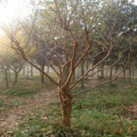 12公分紫薇花，670元装车，都是优质苗