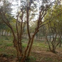 求购精品的紫薇花苗，江苏货源足