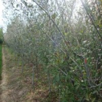 垂丝海棠基地、垂丝海棠价格、垂丝海棠图片