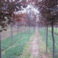 9公分红叶李，产地直销，价格优惠