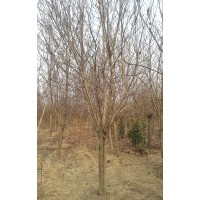 大量出售玉兰3-15公分，手机15966192988