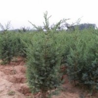江苏基地100公分高刺柏的价格