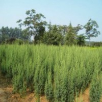 江苏基地80公分高刺柏的价格