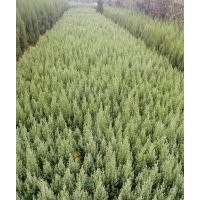 桧柏（塔柏刺柏）30公分一4米