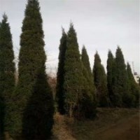 50公分塔柏的批发价是1.2元