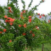 华东地区花石榴基地，供应精品花石榴树