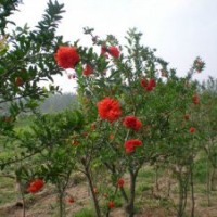 地径3公分花石榴的批发价格是20元