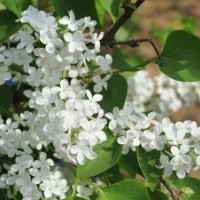 12公分丁香树的价格是550元，物美价廉