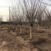 批发的美人梅基地，江苏现货