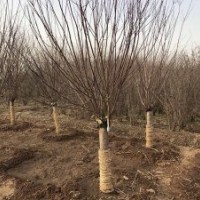 基地大量美人梅树，造型好，价格低