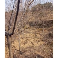 常年出售各种规格品种樱花