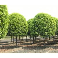 成都高杆精品桂花