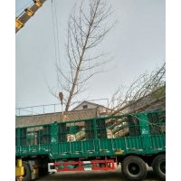 低价出售银杏树