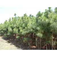 3公分湿地松,8公分湿地松