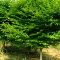 供鸡爪槭，红枫，青枫，红梅，樱花，桂花，无患子