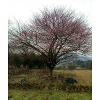 供应精品鸡爪槭红枫海棠红叶李桂花红梅樱花无患子