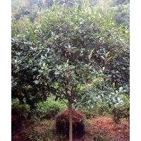 地径6、7、8公分的红叶石楠