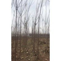 5公分楸树 处理20000棵