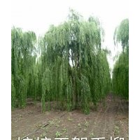 嫁接无絮垂柳