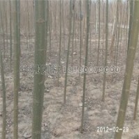 金丝柳产地直销2-15公分的苗子，物好价廉