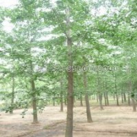 银杏的价钱是由什么决定的