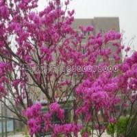 便宜、实用的紫荆该选择哪家